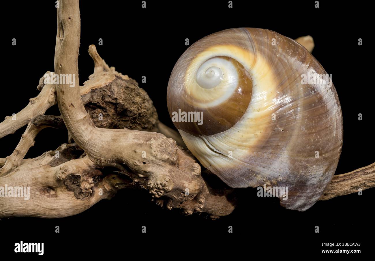 Un guscio di lumaca marrone lucido con sottili spirali color crema e bianche, che si appoggia elegantemente su un dorso dorato di pelle scrosciata su uno sfondo nero Foto Stock