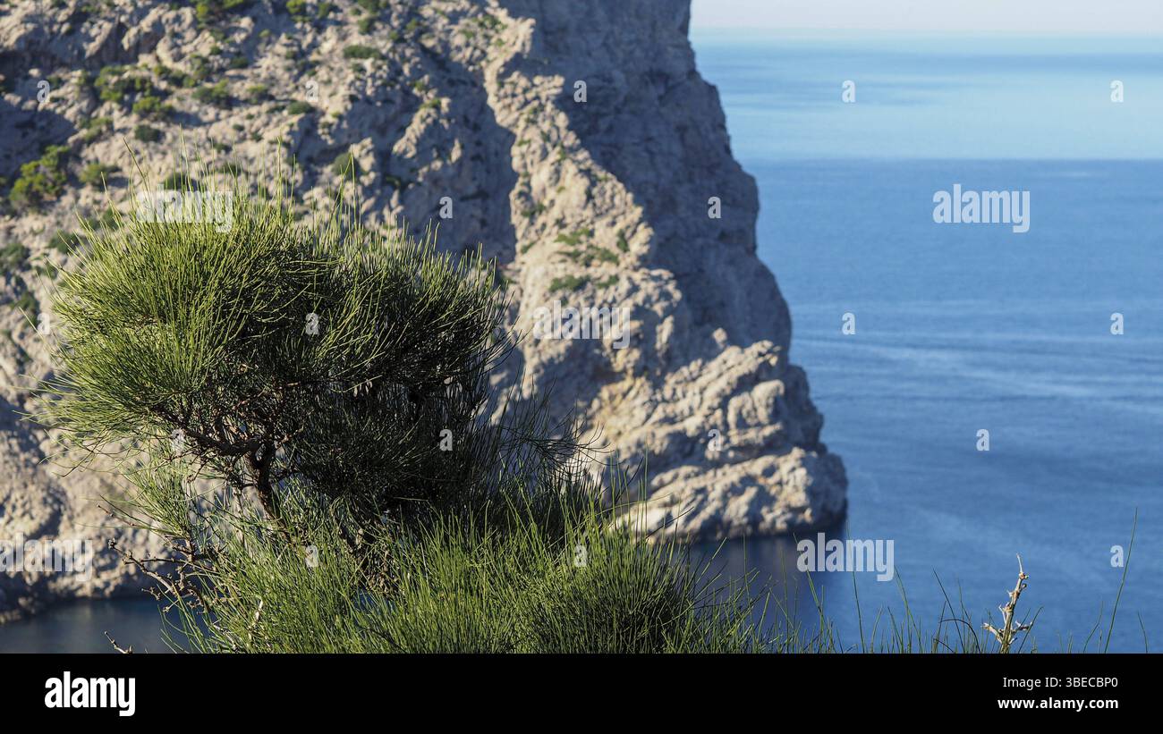 Fragili agrifoglio marino (Ephedra fragilis) Foto Stock