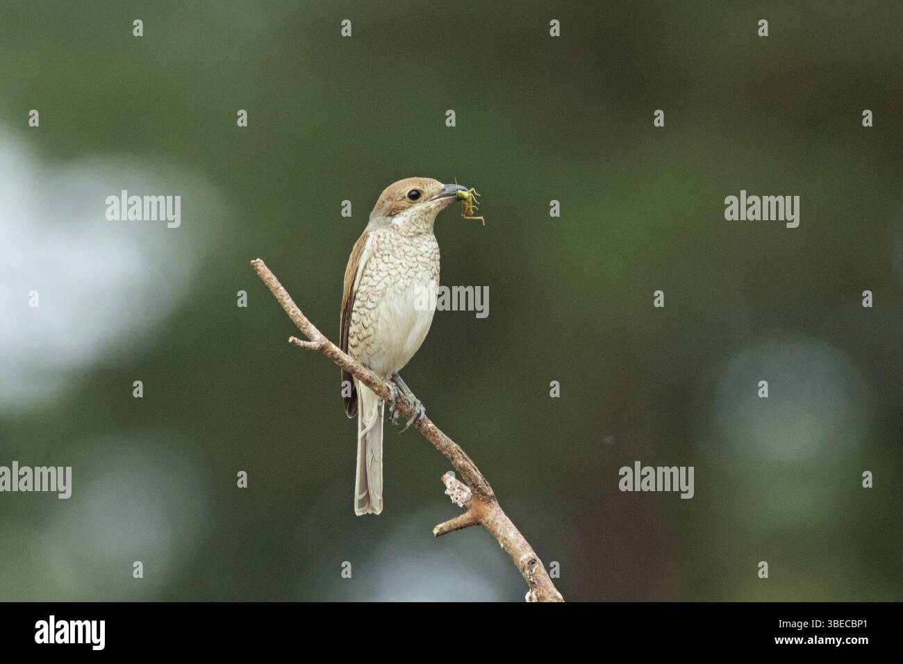 Red-backed shrike (Lanius collurio) Foto Stock