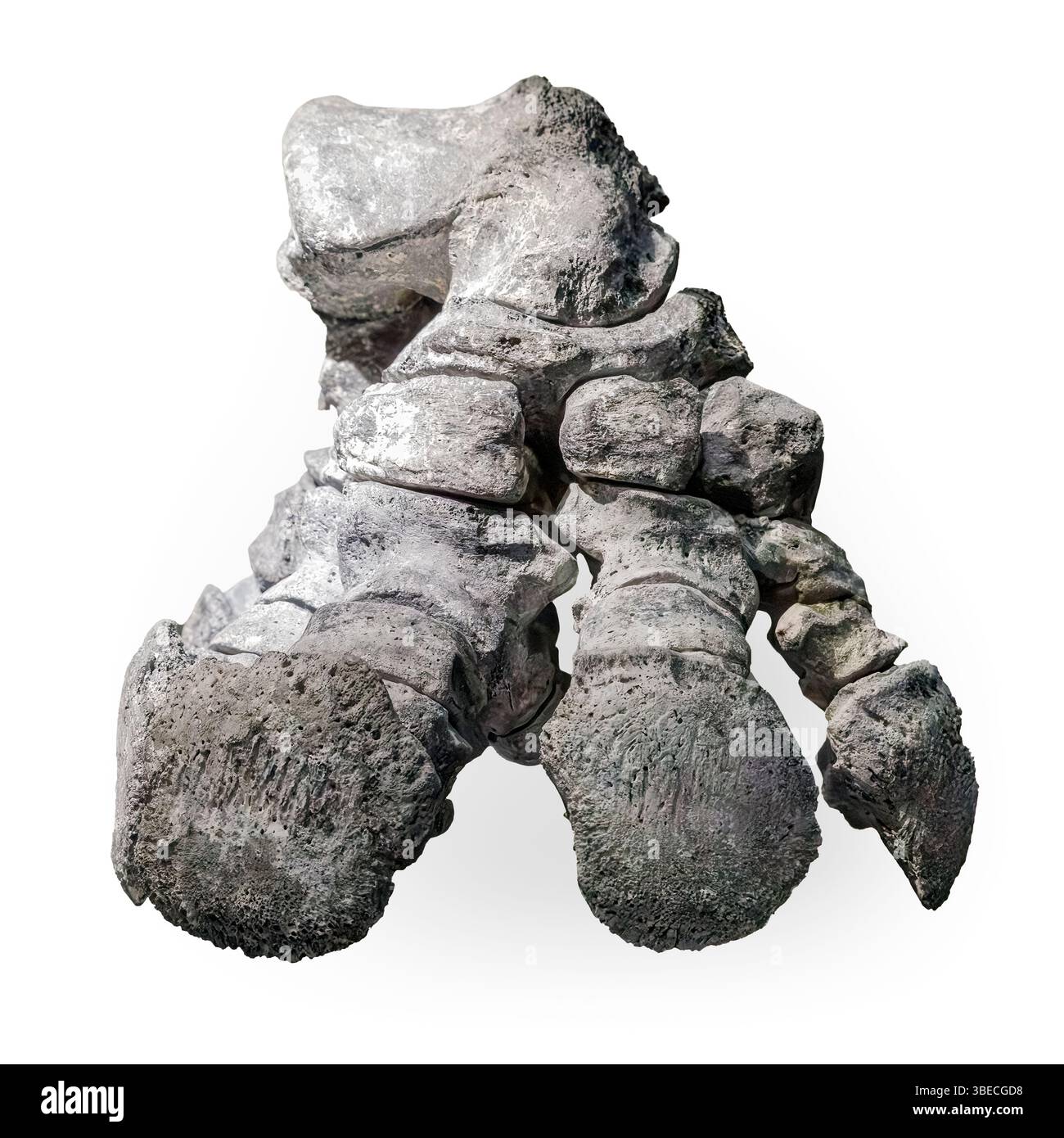 Piede completo di Glyptodont Hind (Glyptotherium floridanum), Golfo del Messico, Venezia, Florida, Stati Uniti Foto Stock