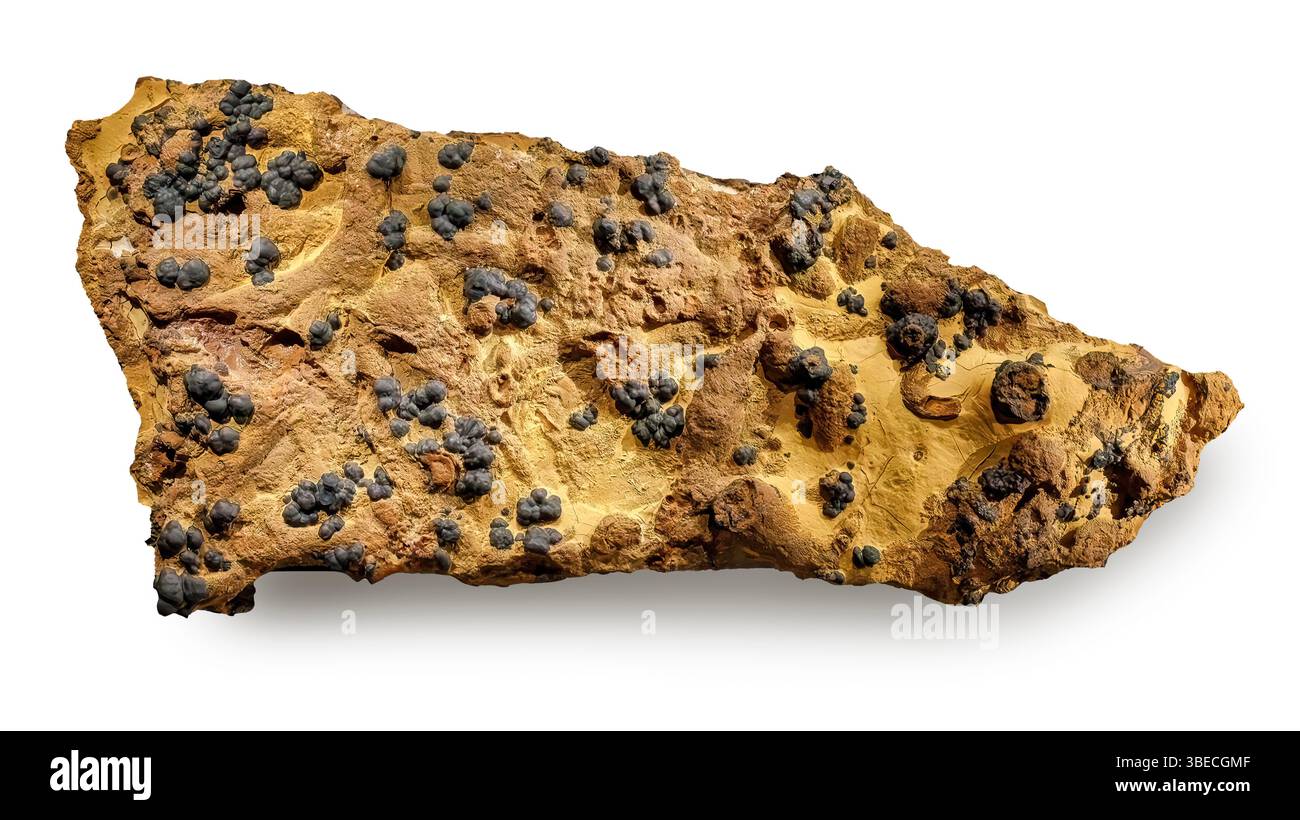 Manganese Biostructure, Chesapeake Bay, Maryland, Stati Uniti Foto Stock