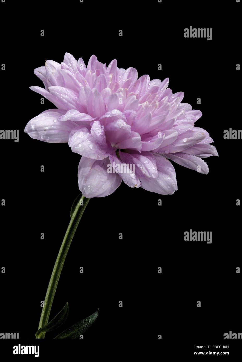 Bellissimo Chrysanthemum rosa multiflora isolato su sfondo nero. Foto ravvicinata della testa di fiori, Odessa, Ucraina, Europa Foto Stock