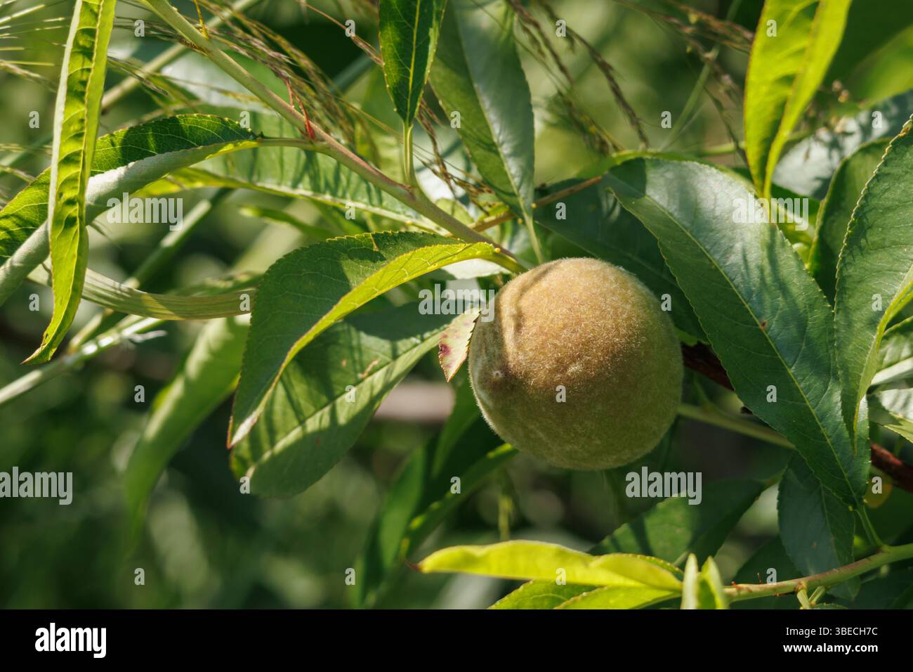 Frutta di pesca maturata sul ramo in pieno sole, Lorcha, Spagna Foto Stock