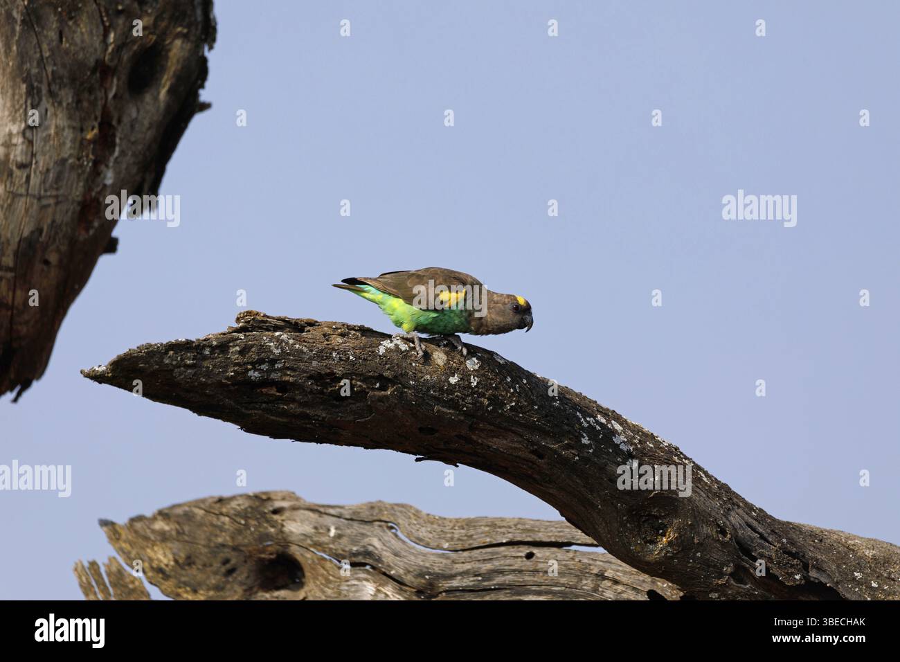 Pappagallo dorato (Poicephalus meyeri) Foto Stock