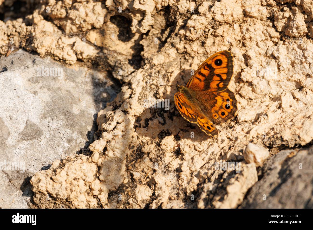 Farfalla femmina Lasiommata megera arroccata su una roccia, Lorcha, Spagna Foto Stock