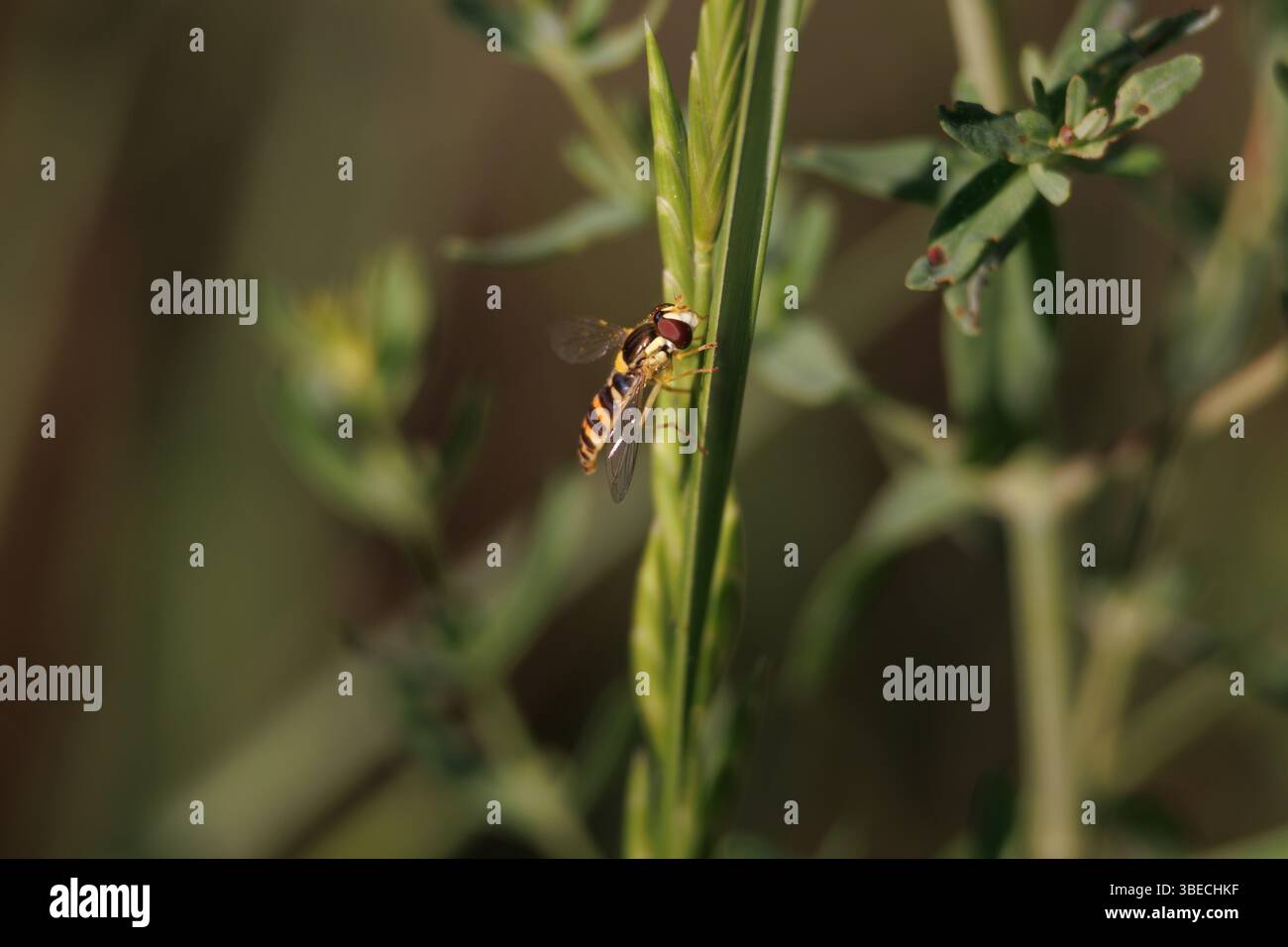 Sphaerophoria scripta appollaiata su uno stelo di pianta con spazio negativo, Lorcha, Spagna Foto Stock