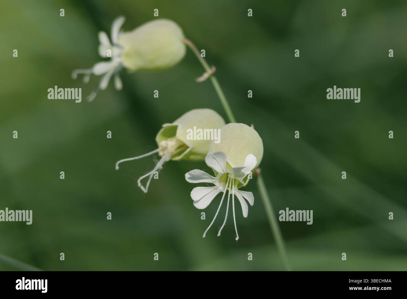 Fiori della comune equiseto (Silene vulgaris) con bokeh sullo sfondo, Lorcha, Spagna Foto Stock