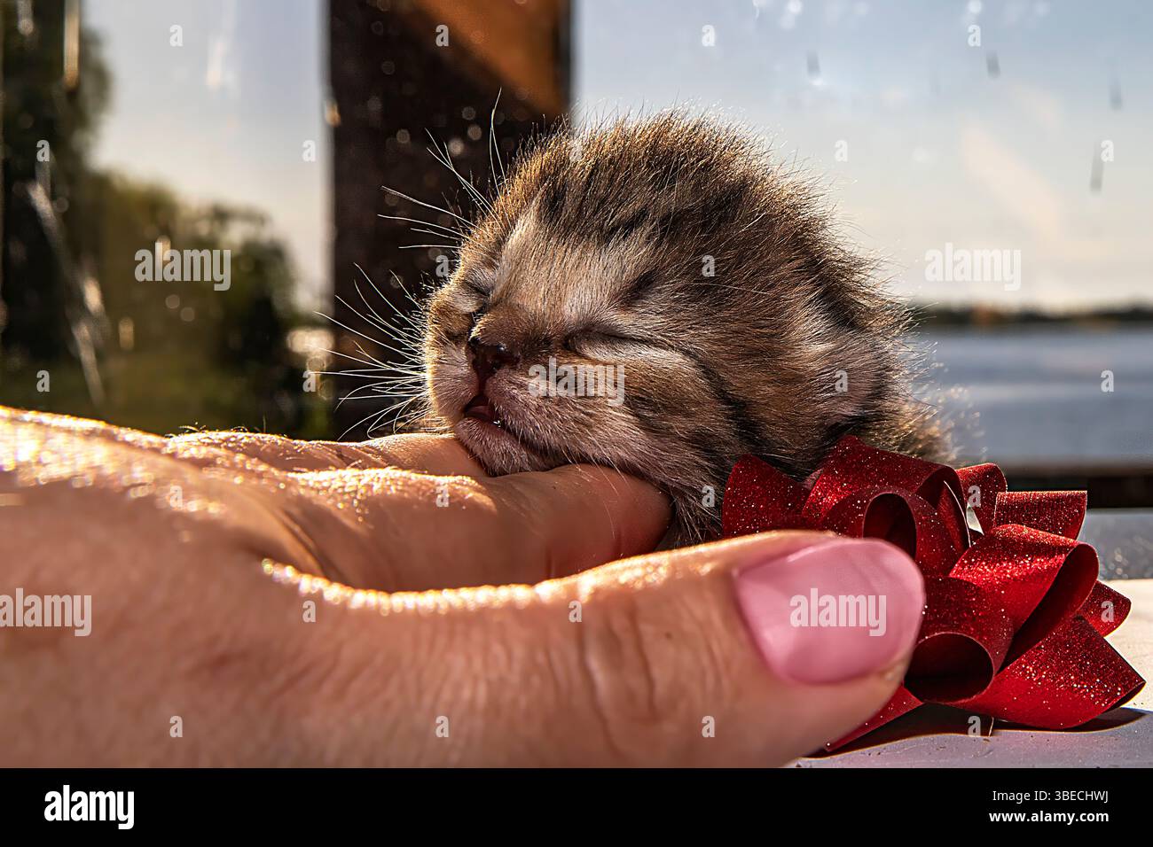 Gattino neonato addormentato con nastro regalo rosso su sfondo soleggiato, simpatico concetto di cucciolo Foto Stock