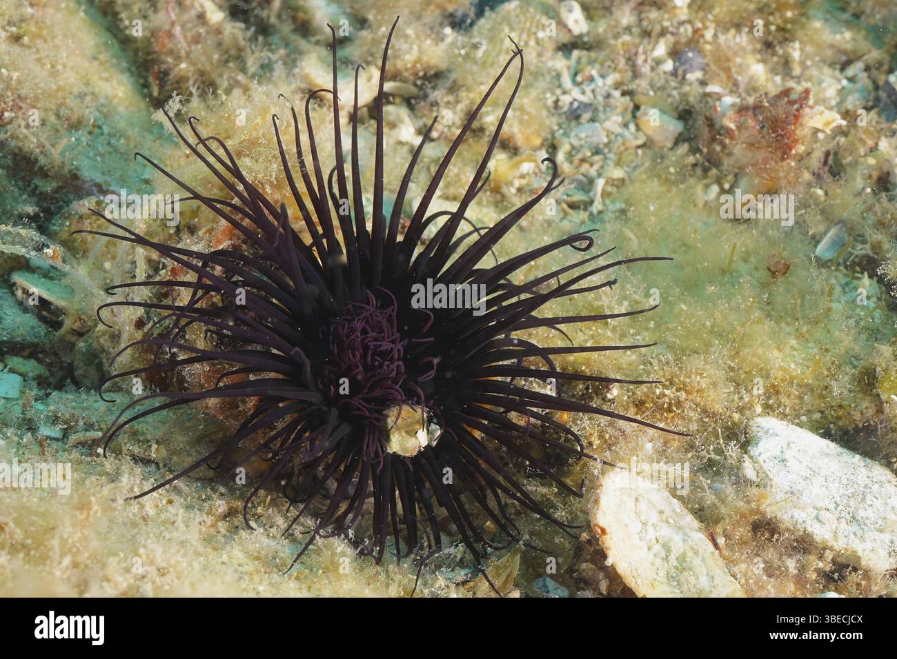 Rosa cilindrica (Cerianthus membranaceus) Foto Stock