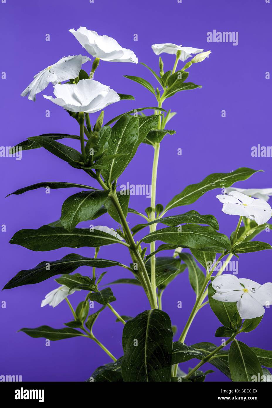 Bellissimo bianco in fiore Catharanthus SunStorm Pure White su sfondo viola. Fiore primo piano, Odessa, Ucraina, Europa Foto Stock