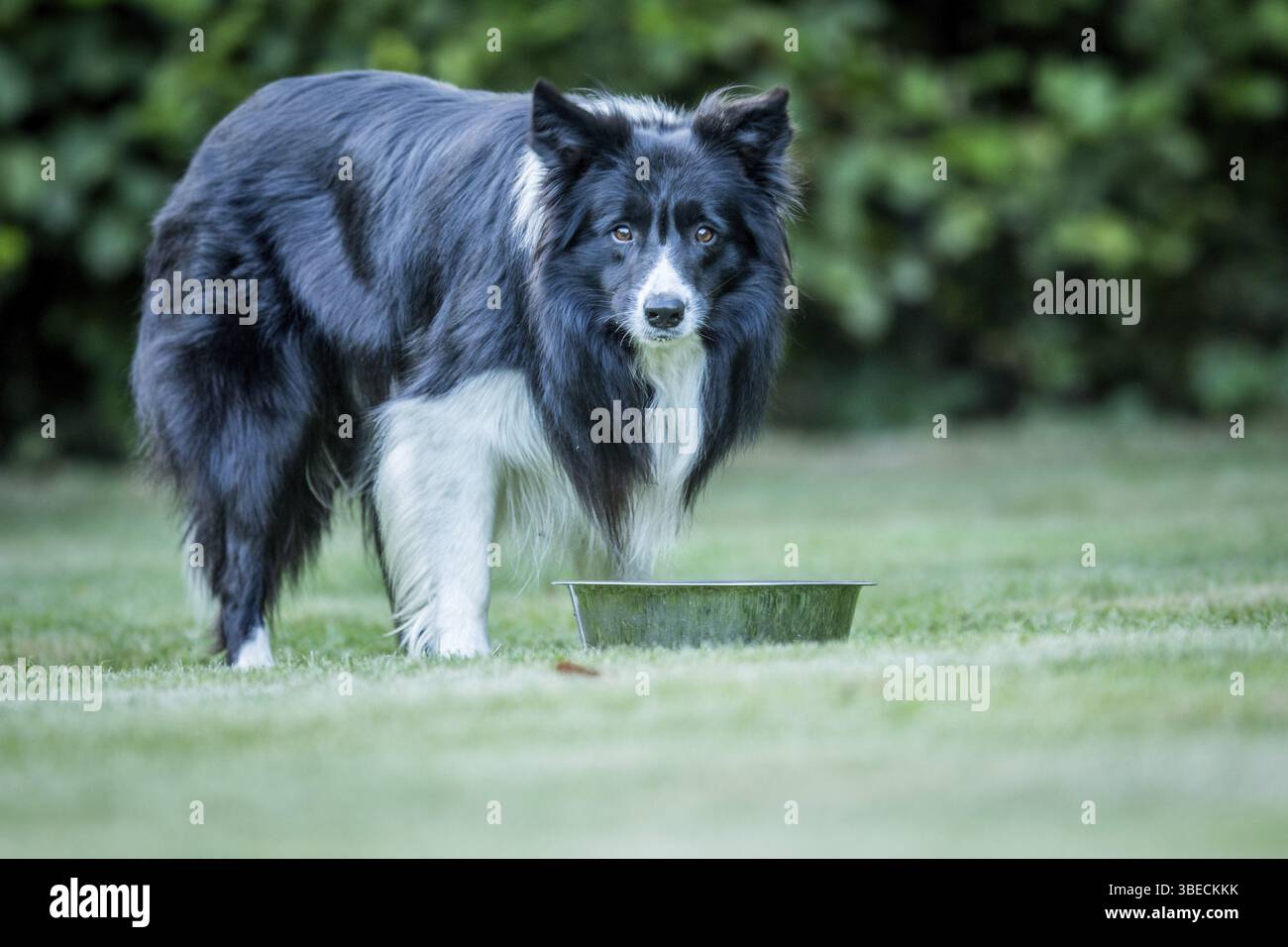 Bordo bianco e nero Collie che fissa la telecamera Foto Stock