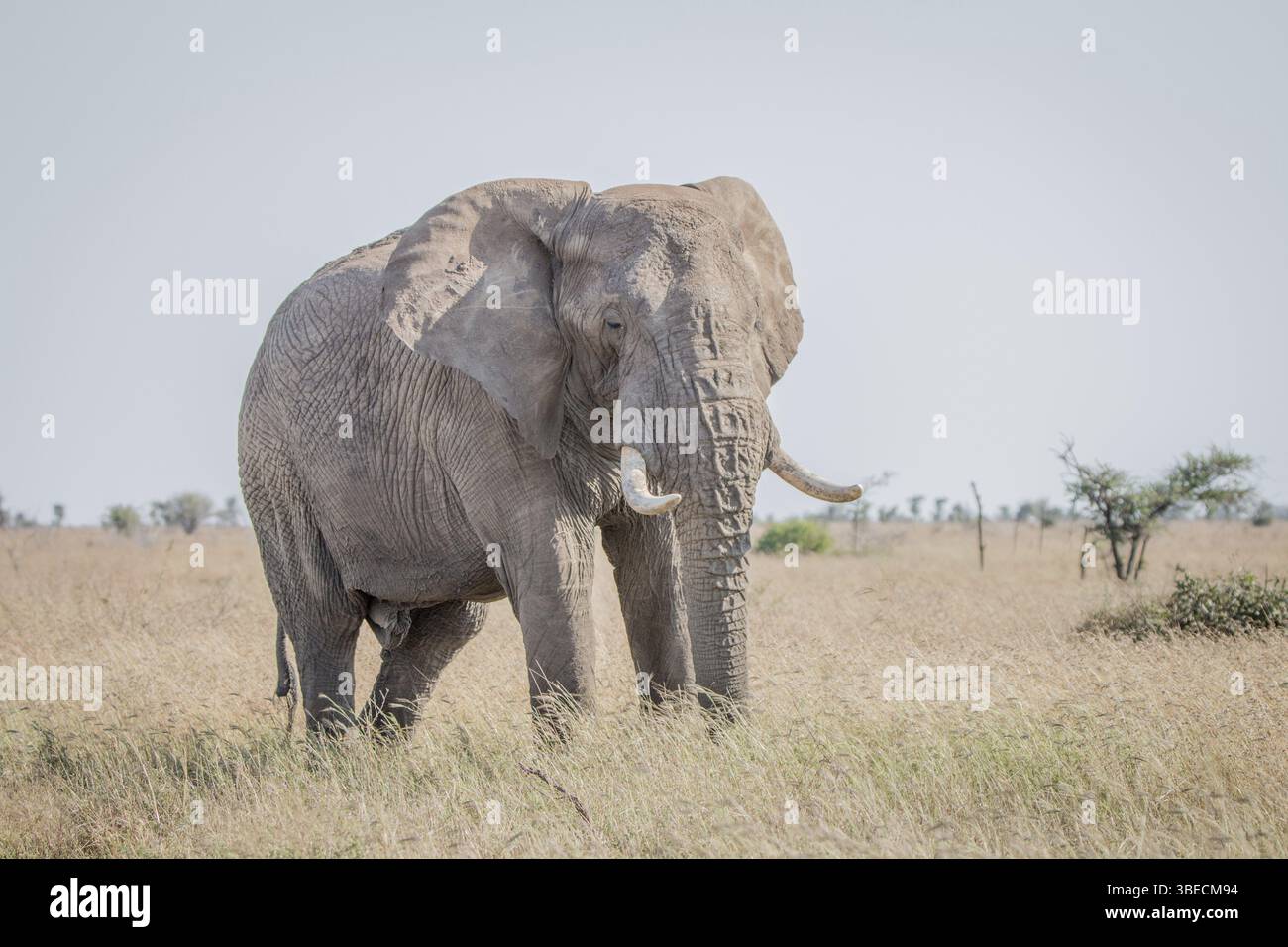 Elefante nell'erba del Parco Nazionale di Kruger, Sudafrica, Africa Foto Stock
