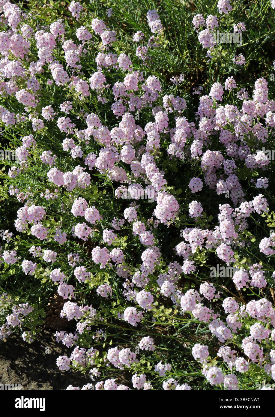 Persiano Stonecress o Persiano Candytuft, Aethionema grandiflorum, Brassicaceae. Armenia, Azerbaigian, Turchia, Iraq, Iran, medio Oriente. Foto Stock