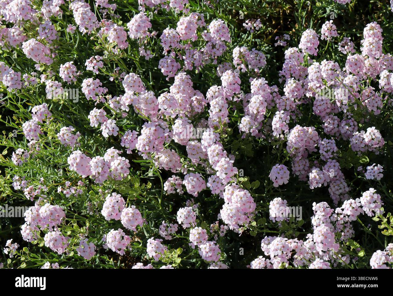 Persiano Stonecress o Persiano Candytuft, Aethionema grandiflorum, Brassicaceae. Armenia, Azerbaigian, Turchia, Iraq, Iran, medio Oriente. Foto Stock