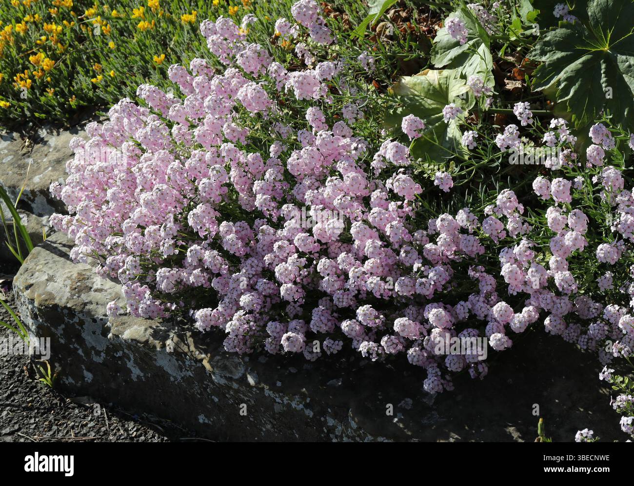 Persiano Stonecress o Persiano Candytuft, Aethionema grandiflorum, Brassicaceae. Armenia, Azerbaigian, Turchia, Iraq, Iran, medio Oriente. Foto Stock
