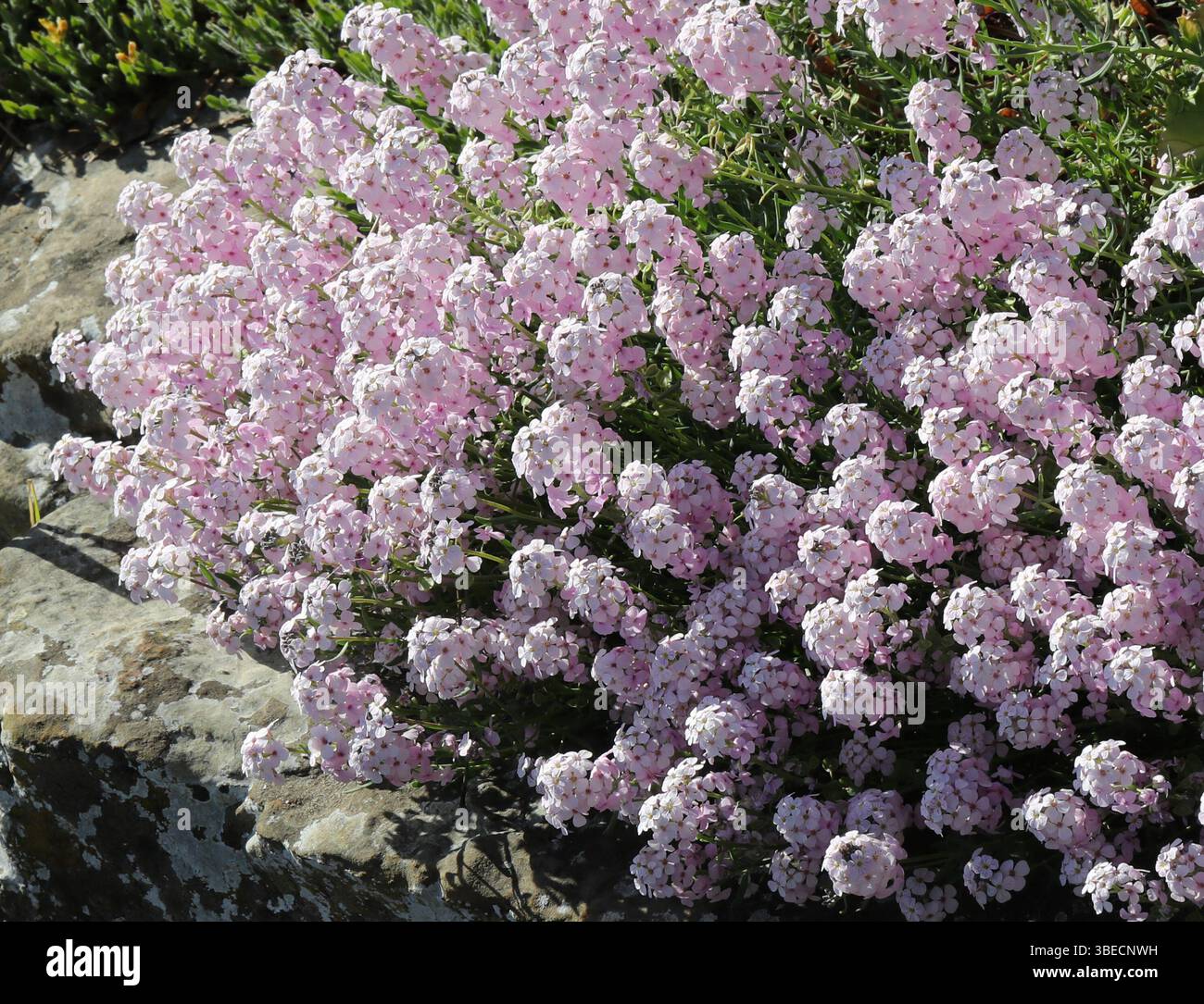 Persiano Stonecress o Persiano Candytuft, Aethionema grandiflorum, Brassicaceae. Armenia, Azerbaigian, Turchia, Iraq, Iran, medio Oriente. Foto Stock