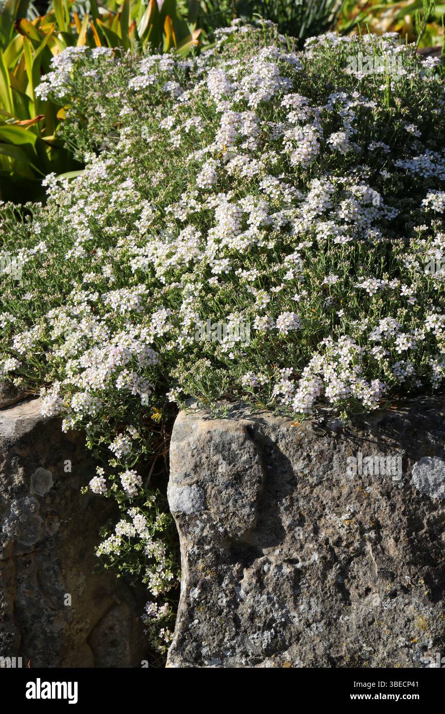 Spiny Madwort, Hormathophylla halimifolia, Brassicaceae. Francia e Italia, Europa. SIS. Alyssum ligusticum, Alyssum halimifolium. Foto Stock
