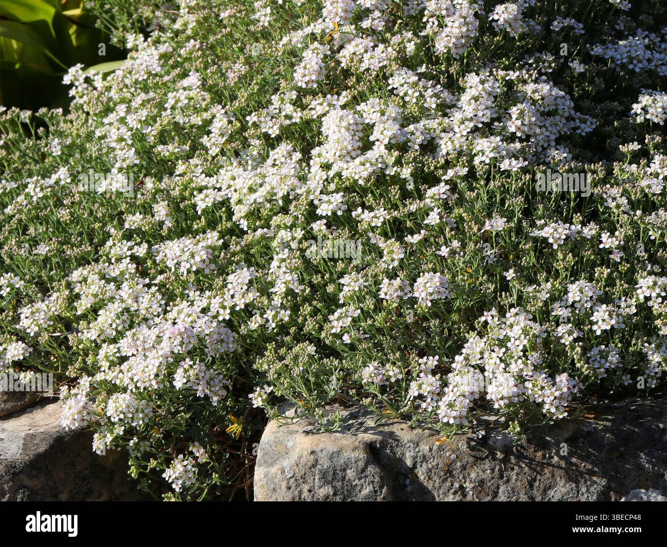 Spiny Madwort, Hormathophylla halimifolia, Brassicaceae. Francia e Italia, Europa. SIS. Alyssum ligusticum, Alyssum halimifolium. Foto Stock