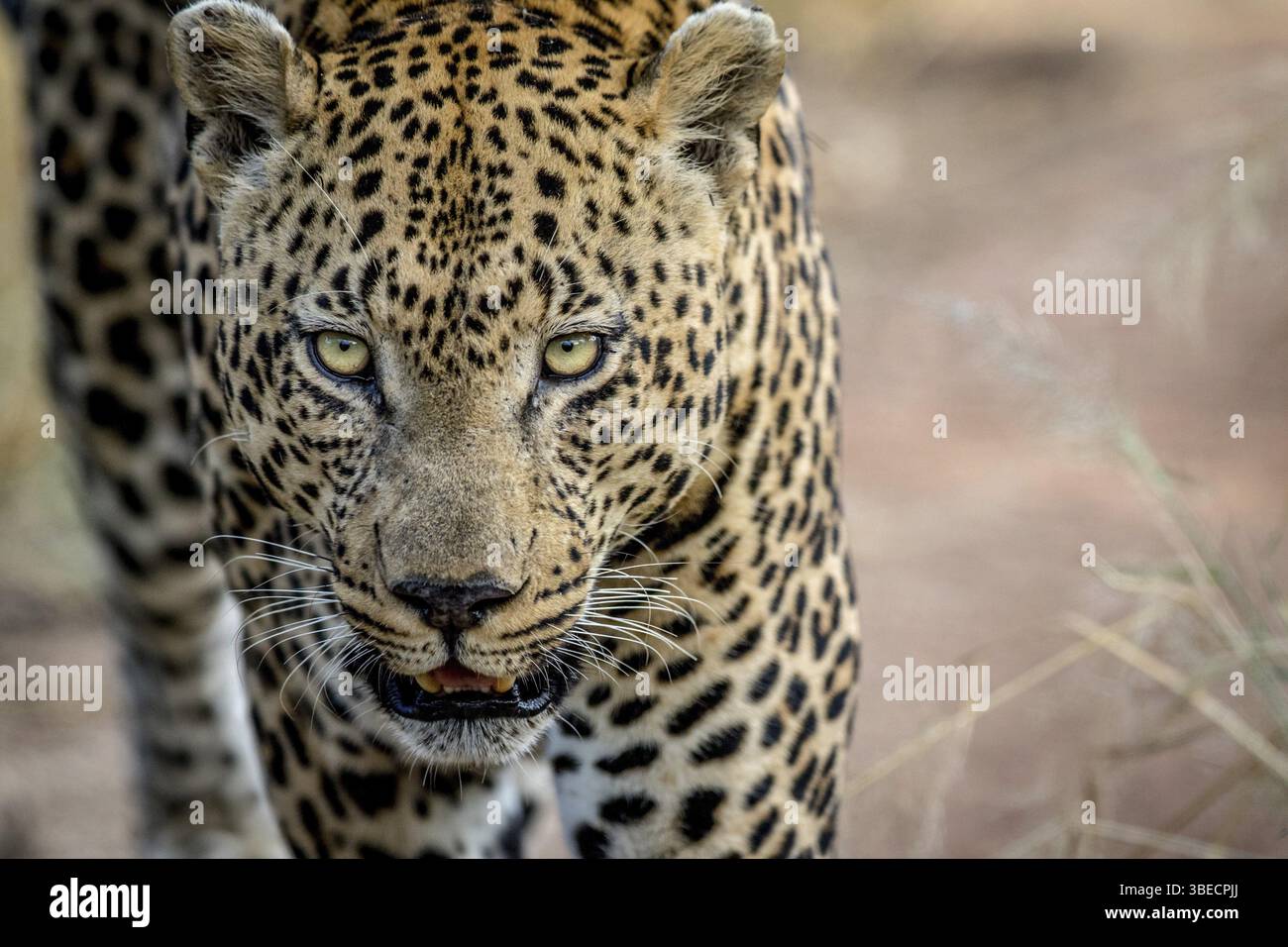 Primo piano di una grande testa di leopardo maschile nel Parco Nazionale di Kruger, Sudafrica, Africa Foto Stock