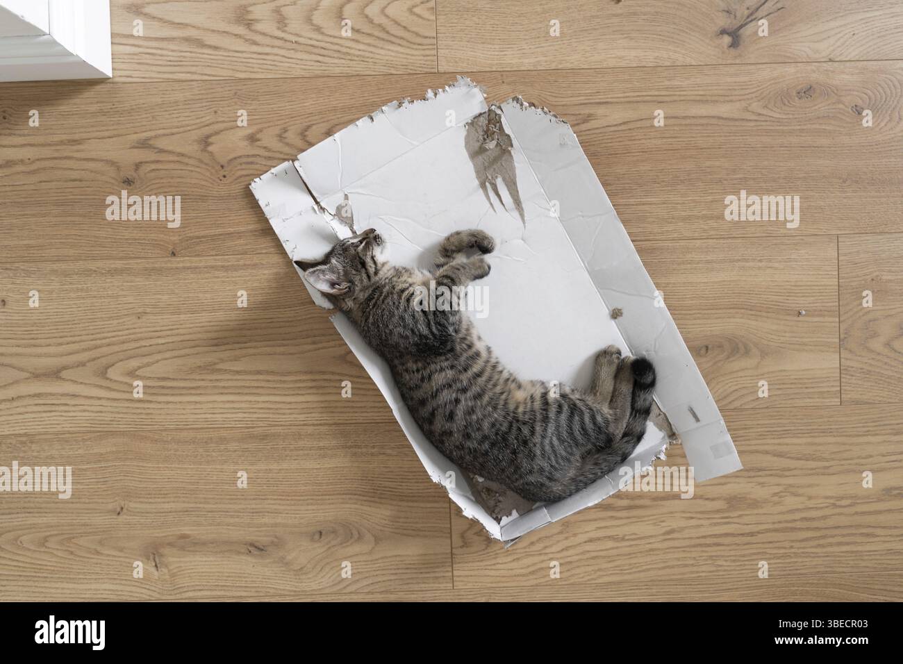 Gattino grigio giace sul pavimento in una scatola di cartone strappata. Divertente gioco di gatto a casa. Dormite rilassati in una scatola sul pavimento. Vista dall'alto, pavimento in legno Foto Stock