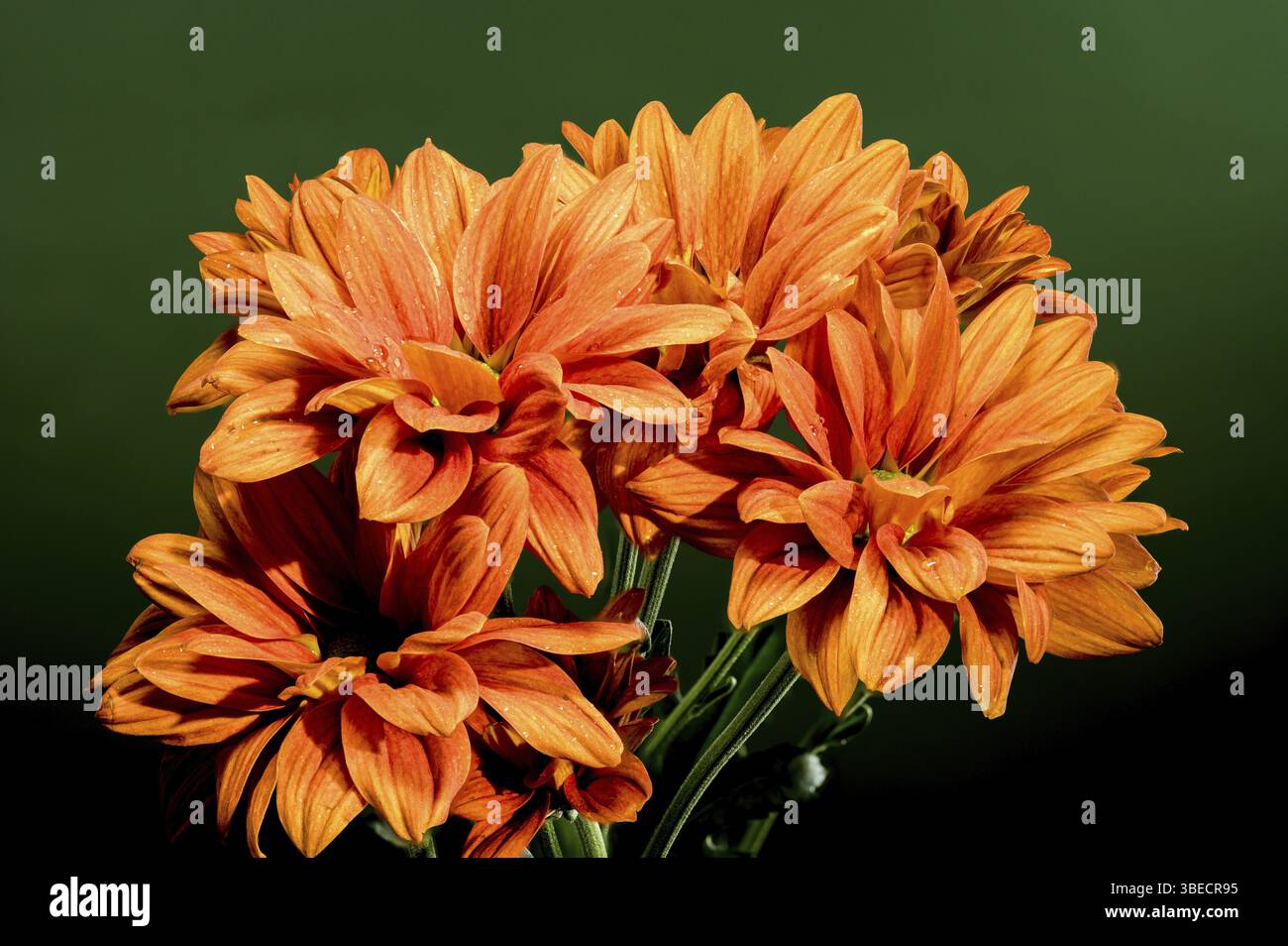 Bellissimo Crisanthemum multiflora Conaco Orange su sfondo verde. Foto ravvicinata della testa di fiori, Odessa, Ucraina, Europa Foto Stock