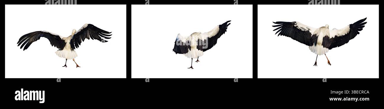 Un trittico di una cicogna bianca in volo, catturato da dietro con ali completamente sparse, che mette in risalto le sue piume bianche e nere contro un dorso pulito Foto Stock