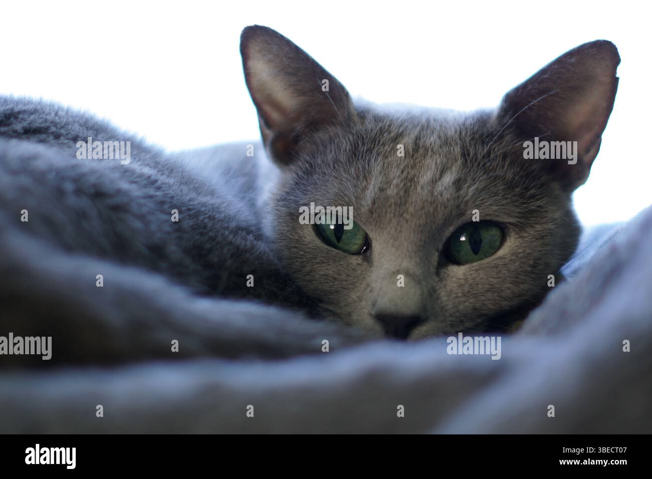 Gatto grigio su coperta Foto Stock