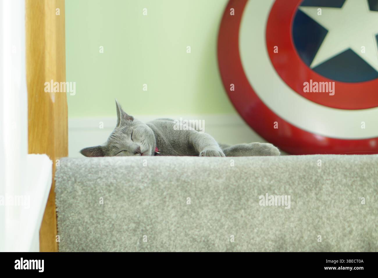 Gatto che dorme sulle scale Foto Stock