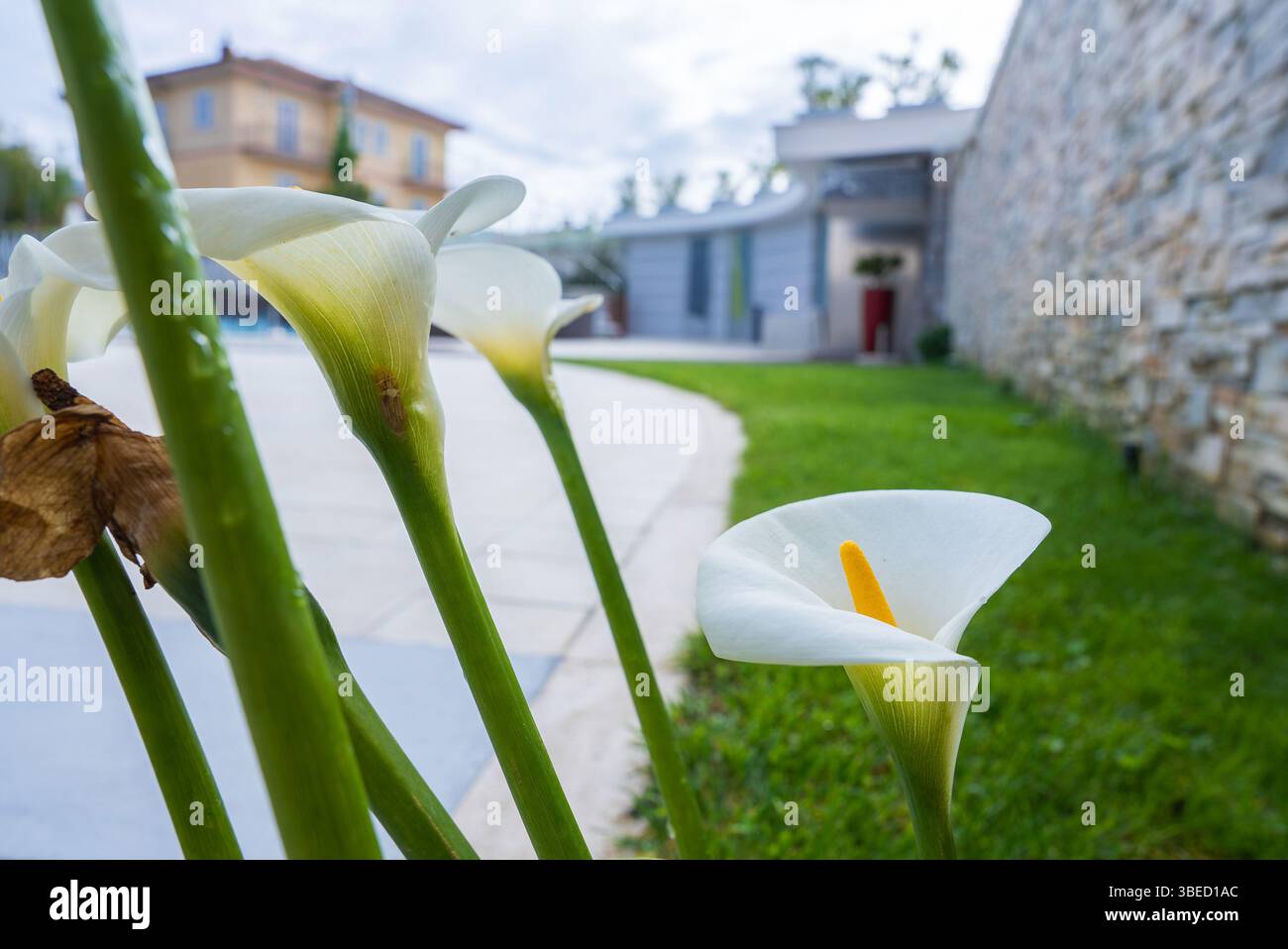 Primo piano di White Calla Lilies con edificio moderno sullo sfondo Foto Stock