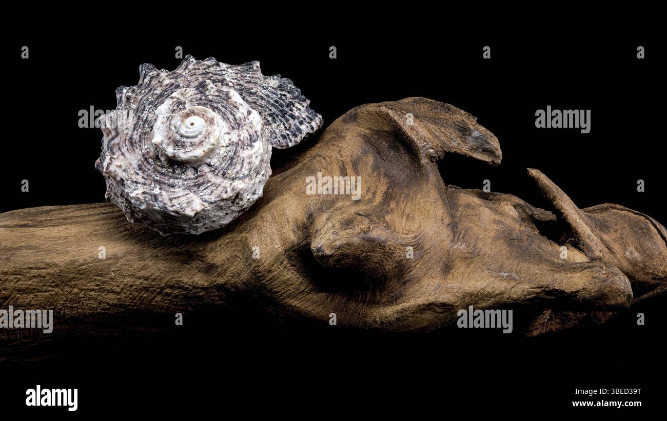 Guscio dell'Angaria delphinus poggiato su una superficie di legno di palude, catturato con dettagli intricati e su sfondo nero, Odessa, Ucraina, Foto Stock