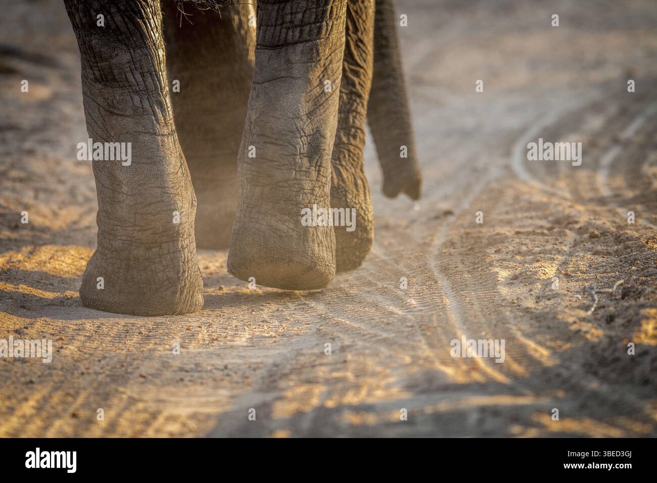 Primo piano di Elephant Feet nel Kruger National Park, Sudafrica, Africa Foto Stock