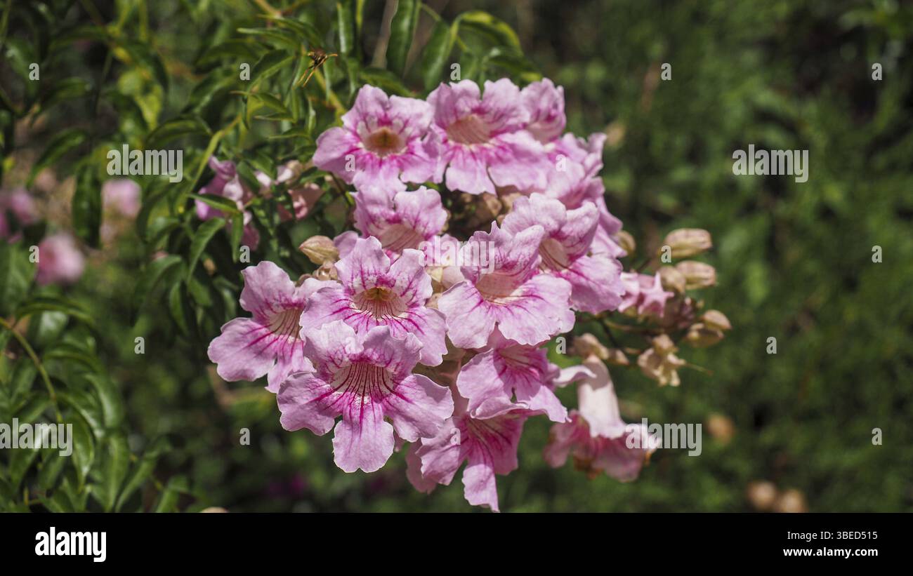 Vino di tromba rosa (Podranea ricasoliana) Foto Stock