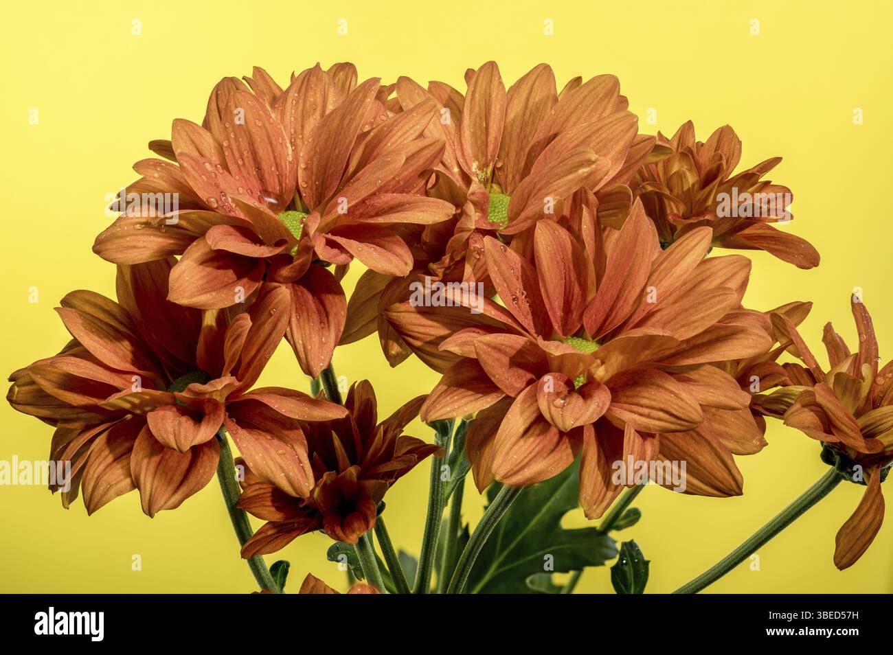Bellissimo Crisanthemum multiflora Conaco Orange su sfondo giallo. Foto ravvicinata della testa di fiori, Odessa, Ucraina, Europa Foto Stock
