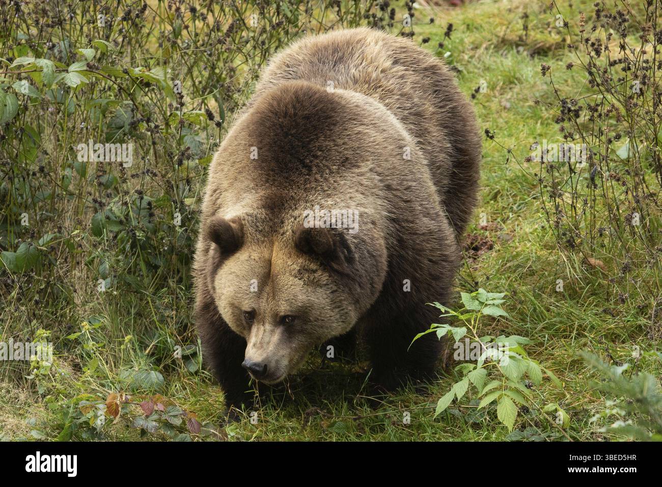 L'orso bruno (Ursus arctos) Foto Stock