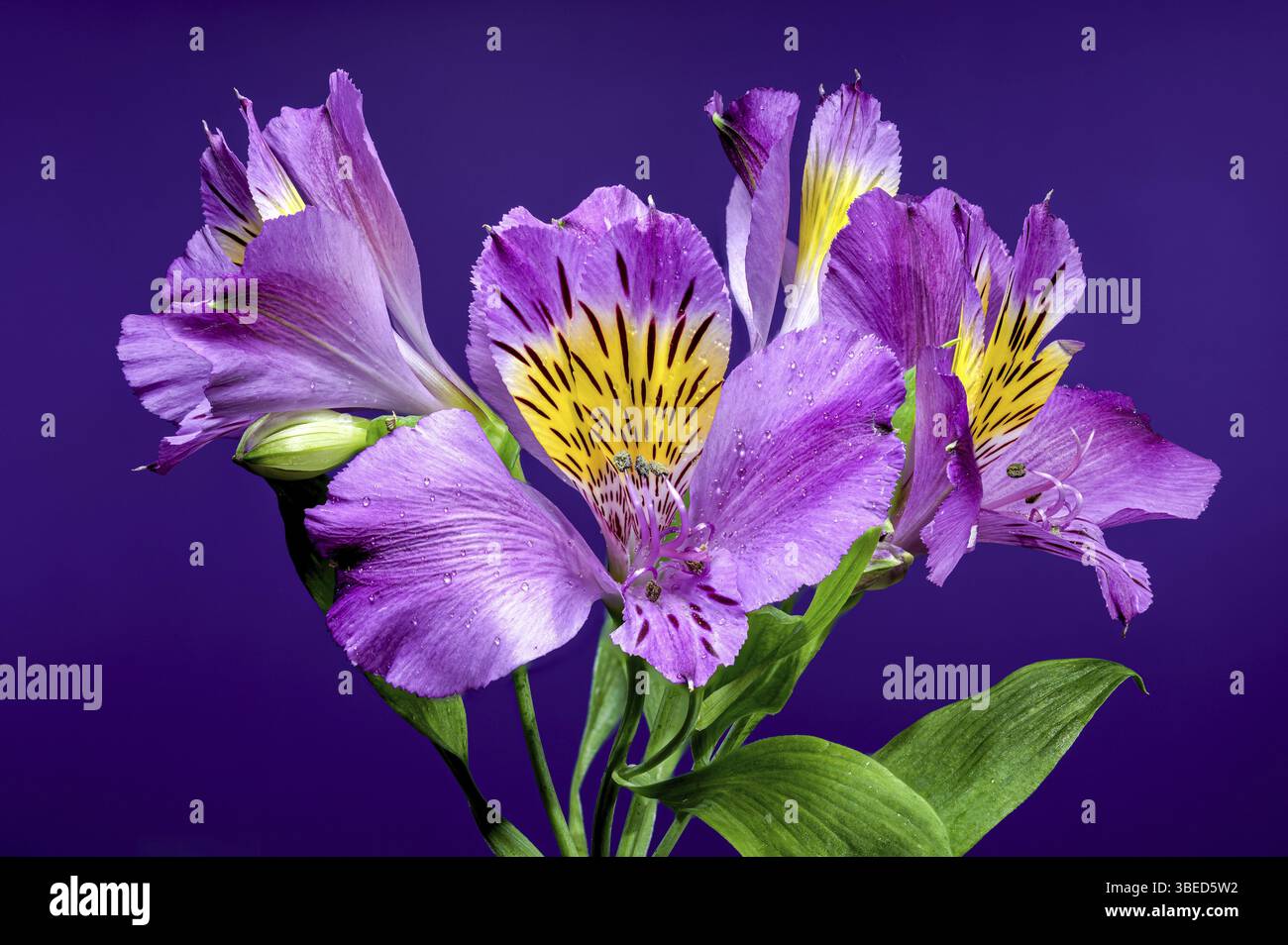 Vivace alstroemeria Navarro viola con marcature gialle e nere, catturati su sfondo viola, Odessa, Ucraina, Europa Foto Stock