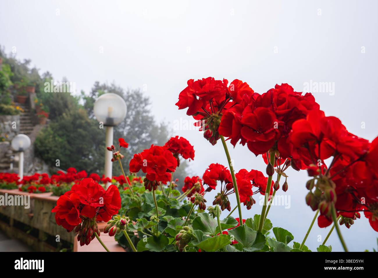 Gerani rossi e lampioni con sfondo nebbioso ad Amalfi, Italia Foto Stock