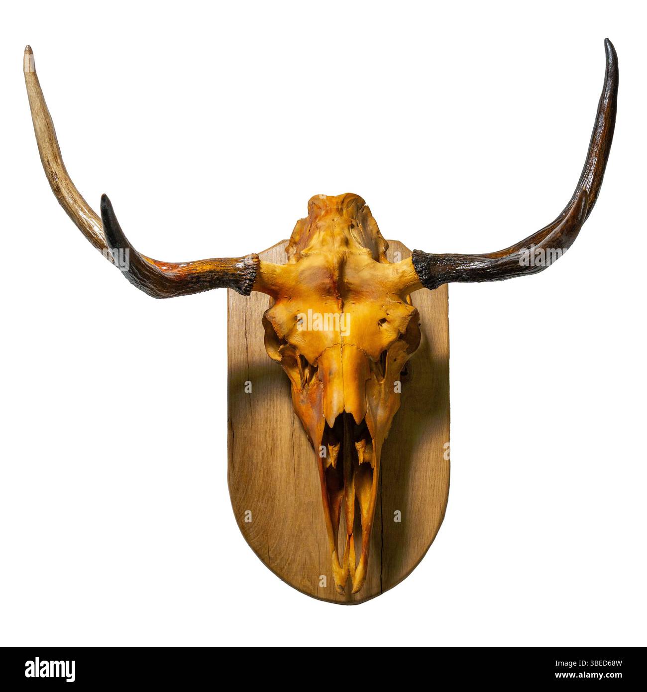 Teschio di cervo con palchi su tavola di legno. Teschio di cervo appeso come ornamento da caccia. Foto Stock