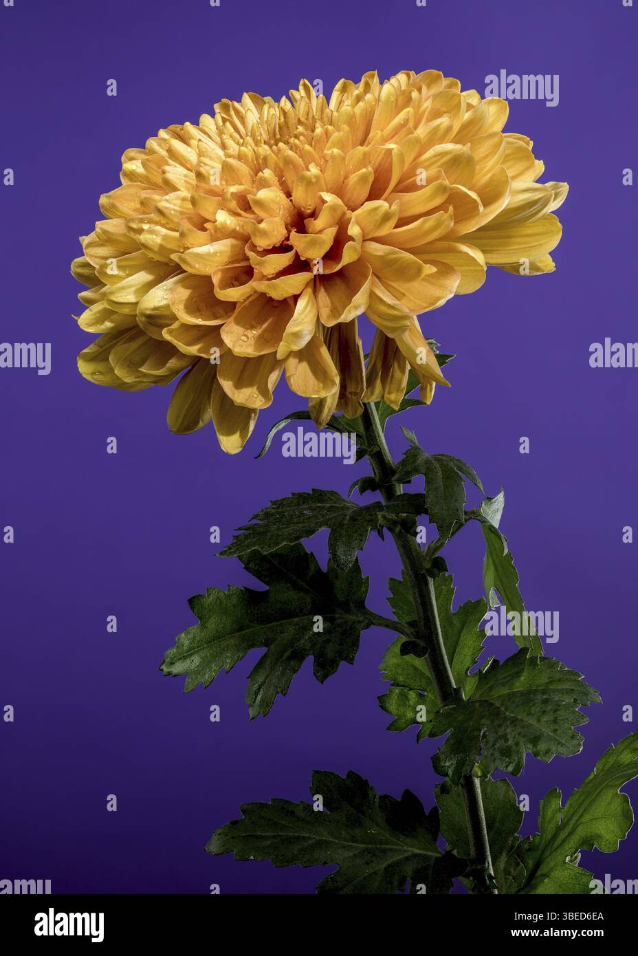 Primo piano di un vibrante fiore di crisantemo dorato ricoperto da fresche gocce di rugiada su sfondo viola, Odessa, Ucraina, Europa Foto Stock