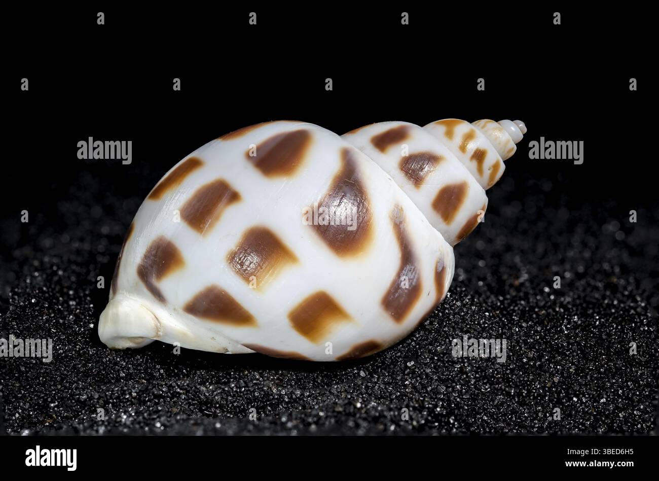 Babylonia Areolata conchiglia su sfondo di sabbia nera primo piano, Odessa, Ucraina, Europa Foto Stock