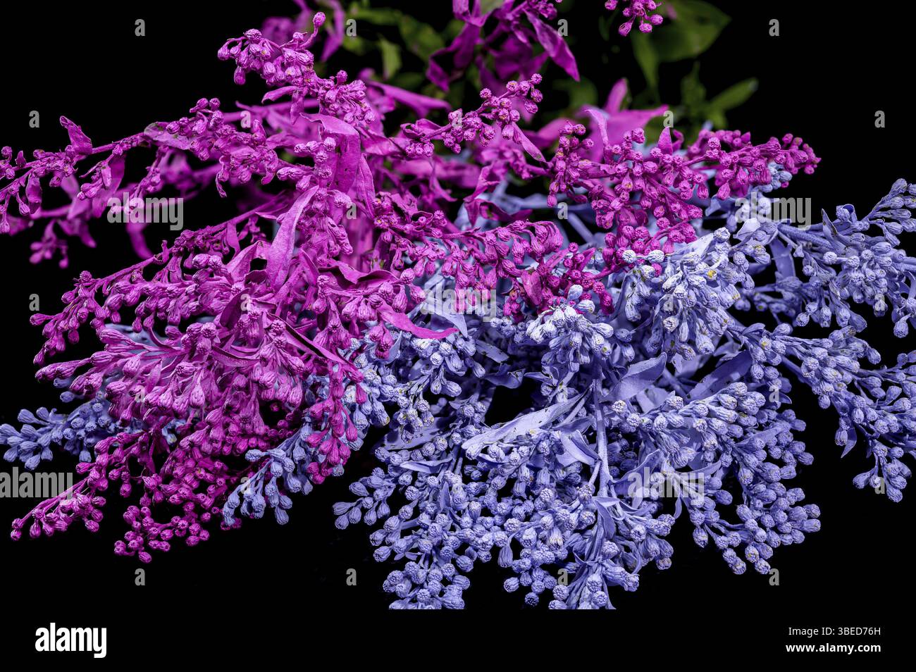 Un primo piano di vivaci fiori rosa e blu, che mostrano i loro delicati petali e colori contrastanti, perfetto per disegni floreali e temi naturali, Regno Unito Foto Stock