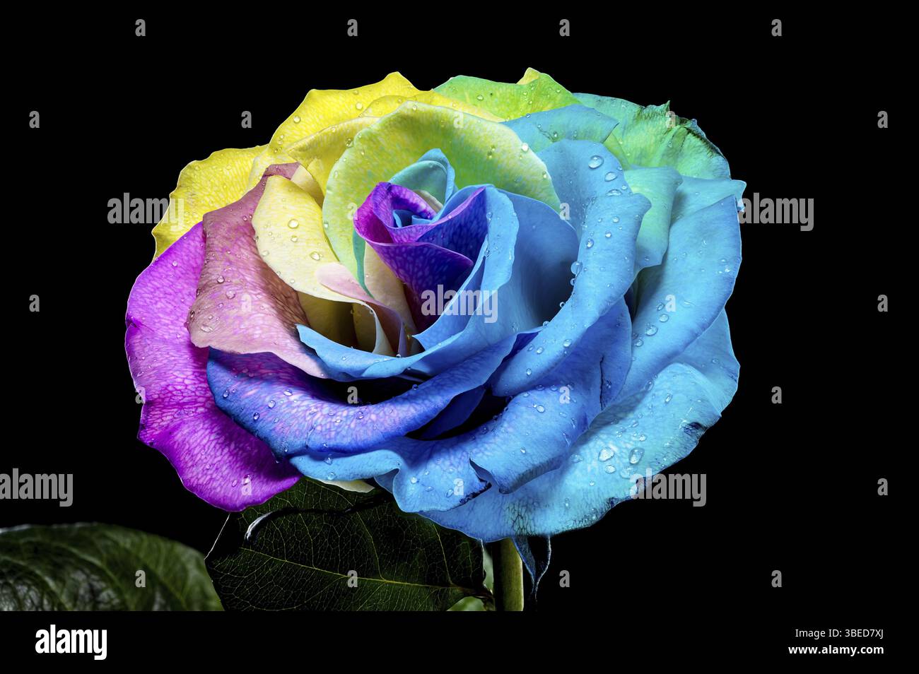 Primo piano di una rosa color arcobaleno con gocce di rugiada sui suoi petali, su sfondo nero. Una splendida rappresentazione della bellezza, della natura e dei colori, Ukr Foto Stock