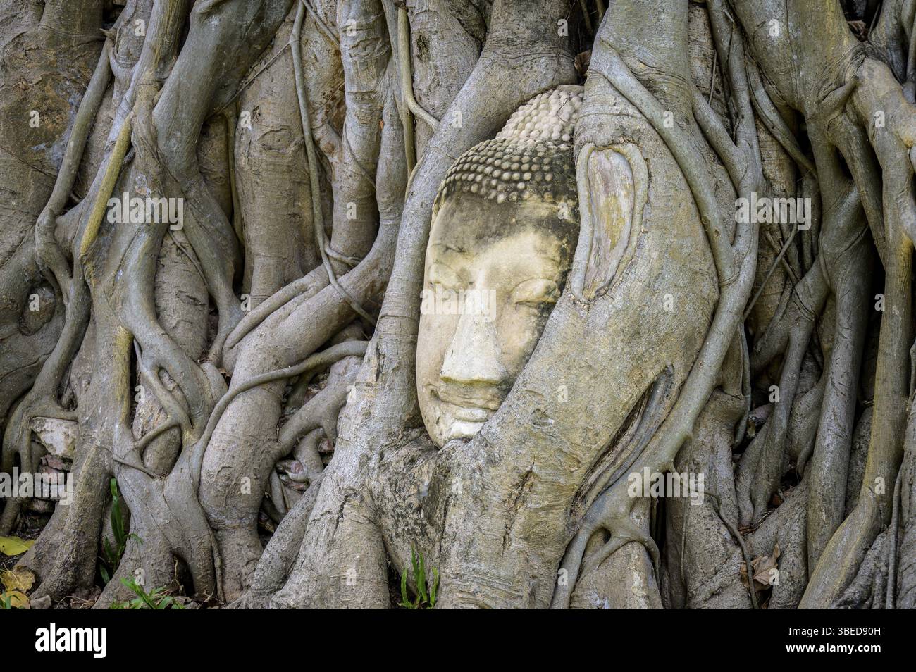 Testa di una statua di Buddha abbracciata dalle radici di un fico strangolatore a Wat Mahatat, ex città reale di Ayutthaya, A. Foto Stock