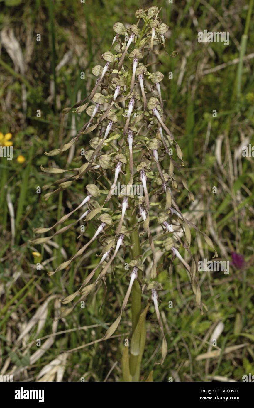 Lingua di capra (Himantoglossum hircinum) Foto Stock