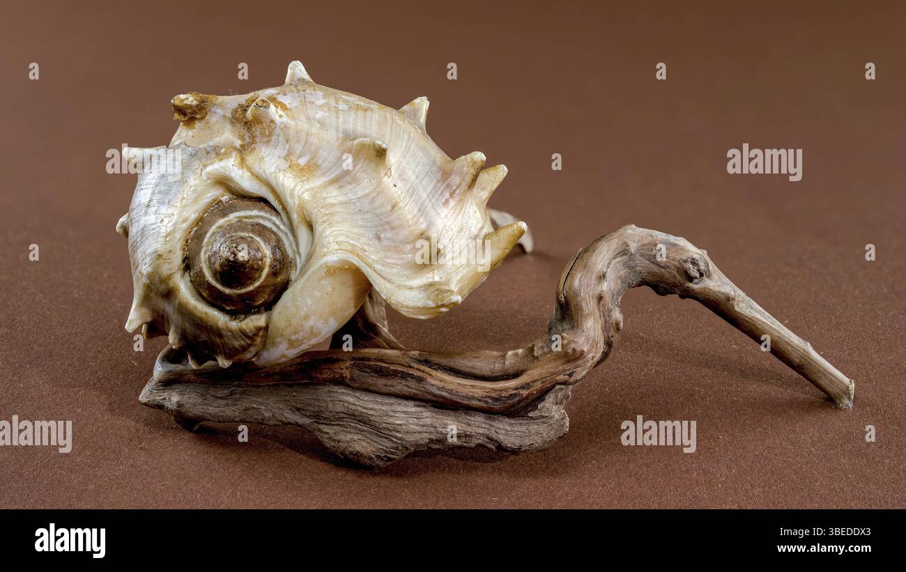 Primo piano dettagliato di un guscio marino Spiny Melongena o Melongena bispinosa poggiato su una palude di mare testurizzata, su sfondo marrone, Odessa, Ucraina Foto Stock