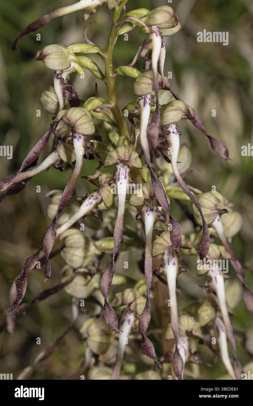 Lingua di capra (Himantoglossum hircinum) Foto Stock