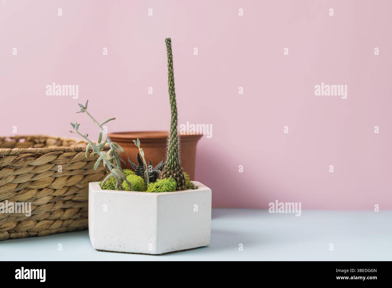 Attrezzi per giardinaggio su sfondo blu e rosa. Lavori domestici primaverili. Foto Stock
