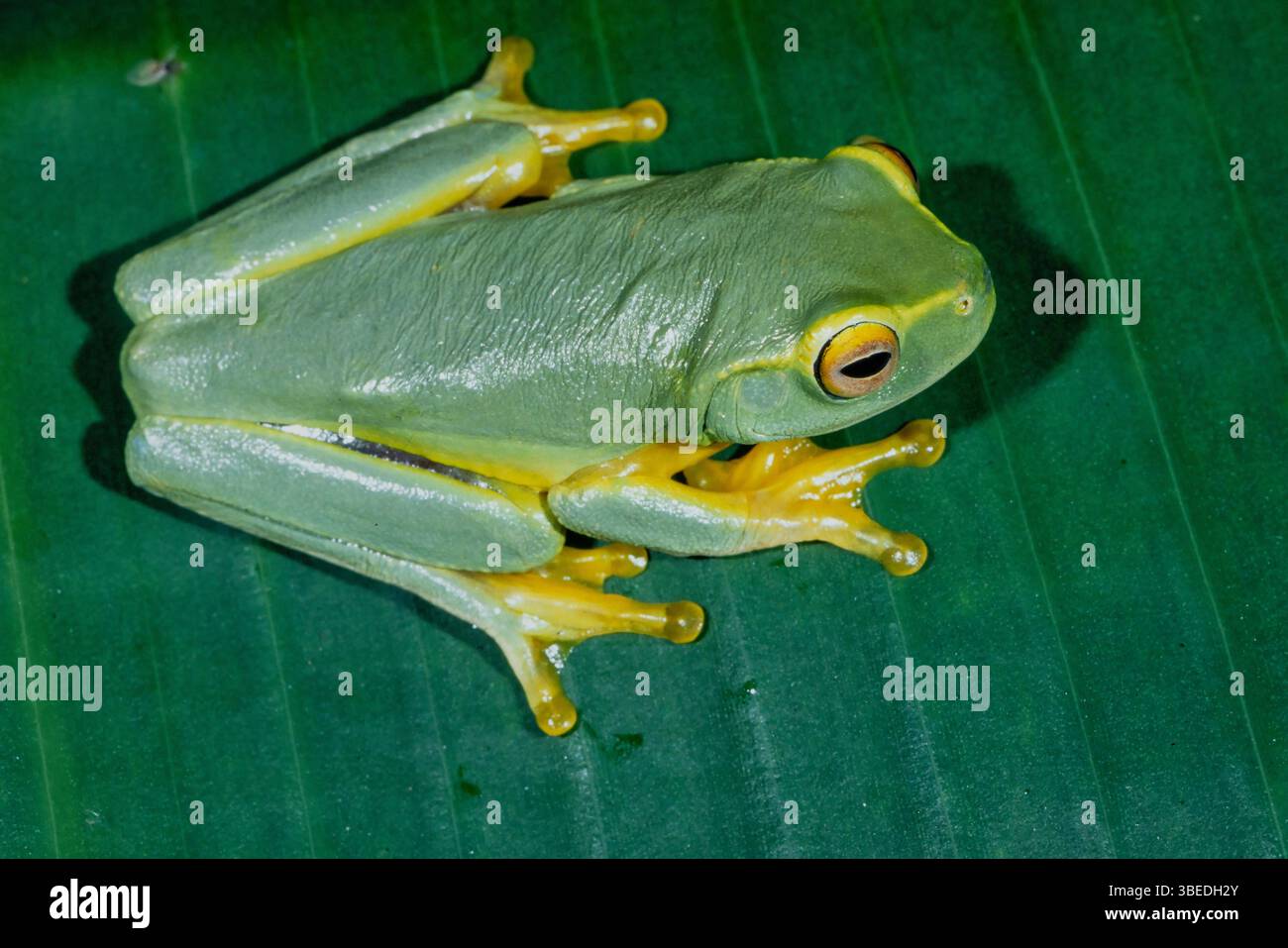 Rana australiana che riposa su una foglia verde Foto Stock