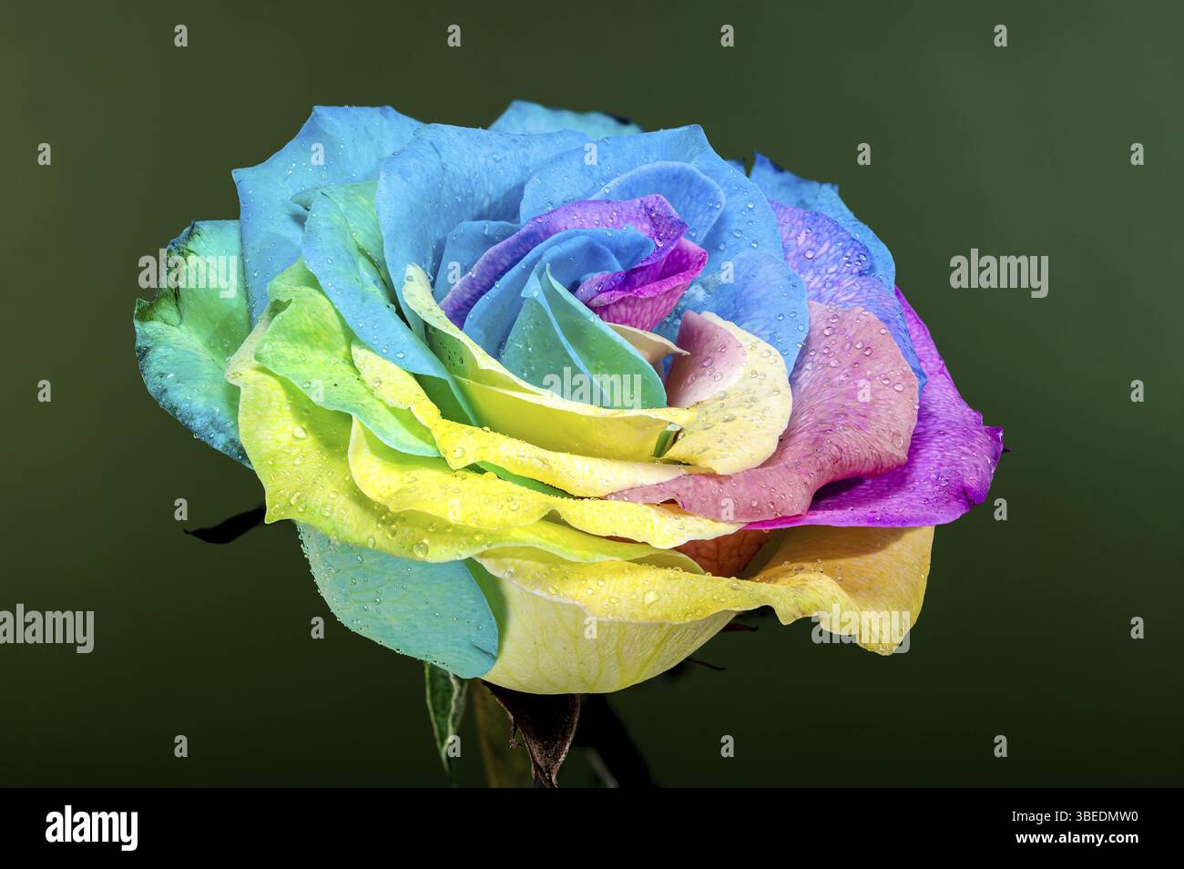 Primo piano di una rosa color arcobaleno con gocce di rugiada sui suoi petali, su sfondo verde. Una splendida rappresentazione della bellezza, della natura e dei colori, Ukr Foto Stock
