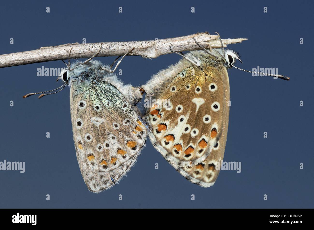 Adonis blu (Polyommatus bellargus) Foto Stock
