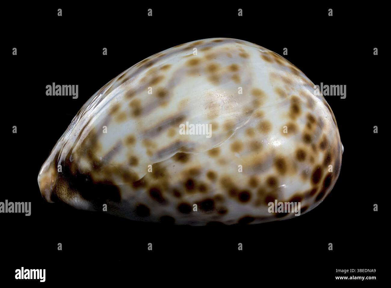 Primo piano di una conchiglia Cypraea tigris, comunemente nota come la tigre cowrie, su uno sfondo nero, evidenziando la sua superficie lucida e il motivo maculato Foto Stock